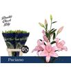 Lilium la hol paciano 90 - LAHPAC