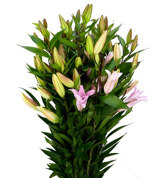 Lilium oriental hol willeke alberti 100 - LOHWILALB