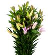 Lilium oriental hol willeke alberti 100 - LOHWILALB