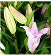 Lilium oriental hol willeke alberti 100 - LOHWILALB1