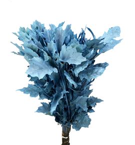 Quercus azul claro - QUEAZU