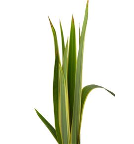 Phormium - PHO