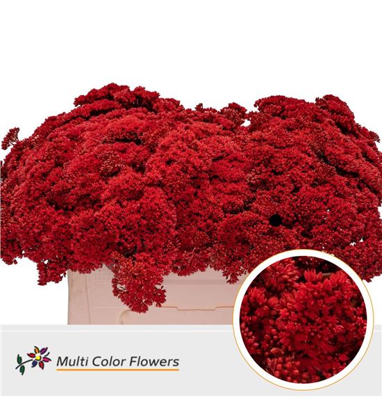 Sedum teñido rojo 55 - SEDTENROJ