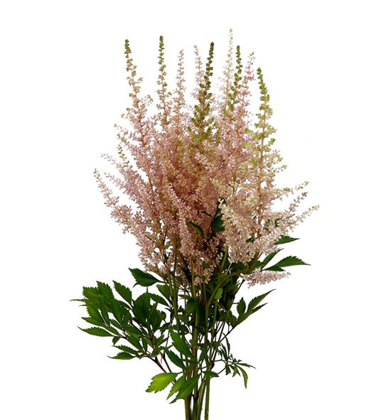 Astilbe jap avalanche 60 - ASTJAPAVA