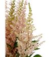 Astilbe jap avalanche 60 - ASTJAPAVA1