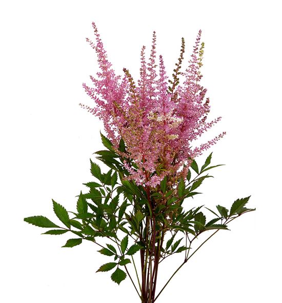 Astilbe romance 65 - ASTIROM