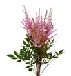 Astilbe romance 65 - ASTIROM
