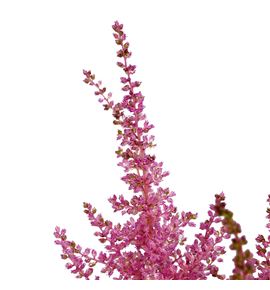 Astilbe romance 65 - ASTIROM