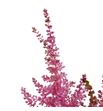 Astilbe romance 65 - ASTIROM1