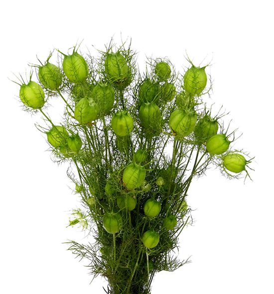 Nigella zaad verde 55 - NIGZAAVER