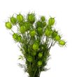 Nigella zaad verde 55 - NIGZAAVER