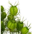 Nigella zaad verde 55 - NIGZAAVER1