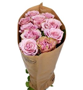 Rosa hol retro love 60 - RGRRETLOV