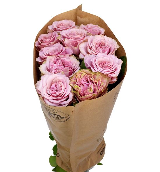 Rosa hol retro love 60 - RGRRETLOV