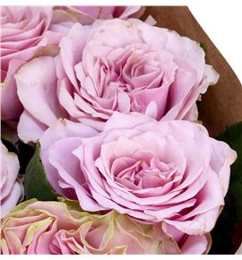 Rosa hol retro love 60 - RGRRETLOV