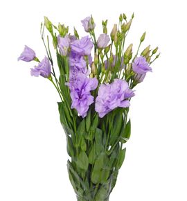 Lisianthus malva - LISMAL