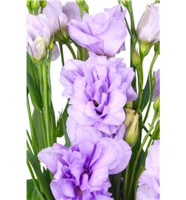 Lisianthus malva - LISMAL