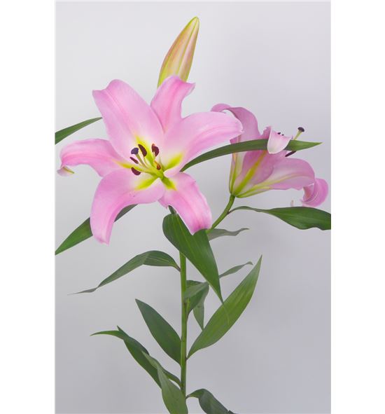 L.o. mith 1ª 2 flores - LOMIT