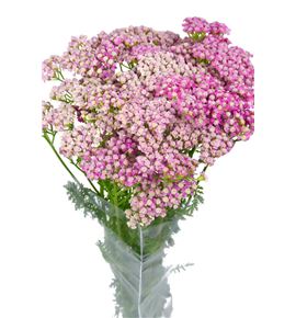 Achilea bianca classic 55 - ACHBIACLA