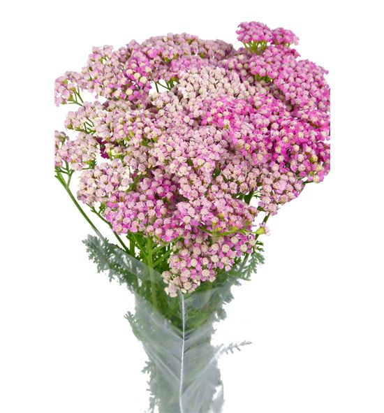 Achilea bianca classic 55 - ACHBIACLA