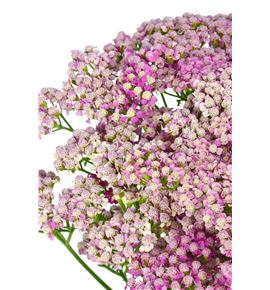 Achilea bianca classic 55 - ACHBIACLA