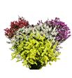 Limonium diamond mixto 55 - LIMDIAMIX