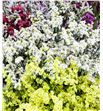 Limonium diamond mixto 55 - LIMDIAMIX1