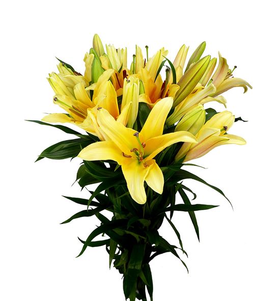 Lilium oriental hol valverde 90 - LOHVAL