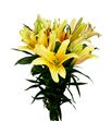 Lilium oriental hol valverde 90 - LOHVAL