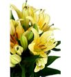 Lilium oriental hol valverde 90 - LOHVAL1