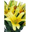 Lilium oriental hol valverde 90 - LOHVAL2