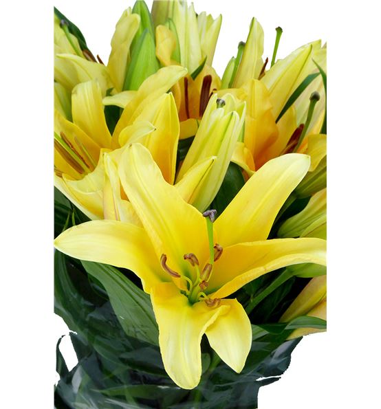 Lilium oriental hol valverde 90