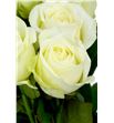 Rosa hol. snowstorn 80 - RGRSNO2
