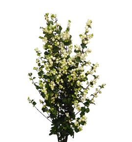 Sympho lemon & lime 70 - SYMLEMLIM