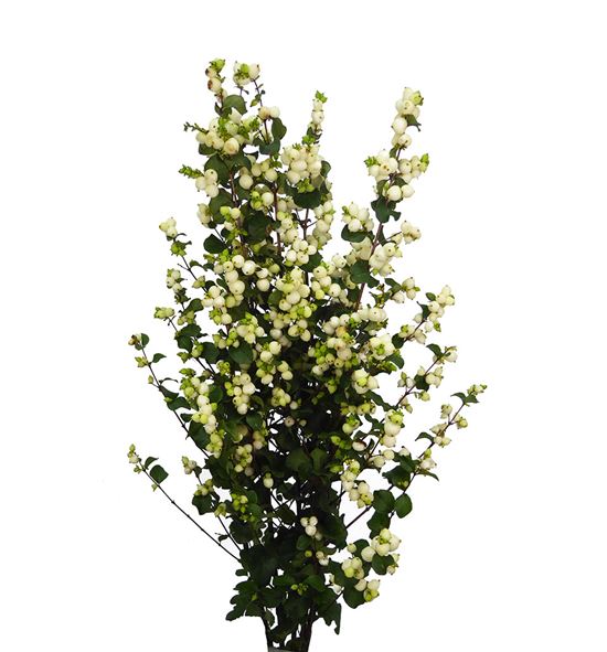 Sympho lemon & lime 70 - SYMLEMLIM