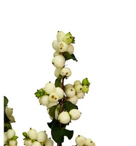 Sympho lemon & lime 70 - SYMLEMLIM