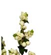 Sympho lemon & lime 70 - SYMLEMLIM1