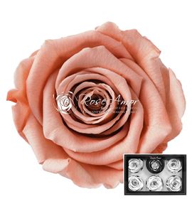 Rosa preservada peach 01xl 6 unid - ROSPREPEA601