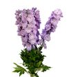 Delphinium dewi hercules 80 - DELDEWHER