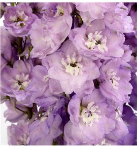 Delphinium dewi hercules 80 - DELDEWHER