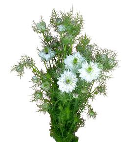 Nigella blanca 75 - NIGBLA