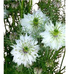 Nigella blanca 75 - NIGBLA