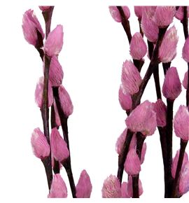 Salix wilgenkatjes rosa 70 - SALWILROS