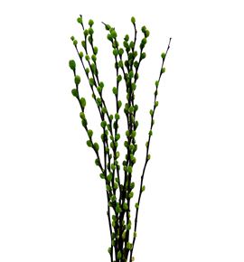 Salix wilgenkatjes verde 70 - SALWILVER