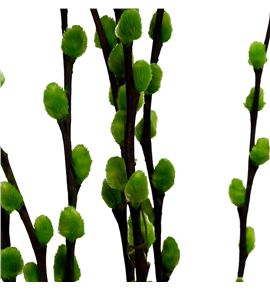 Salix wilgenkatjes verde 70 - SALWILVER