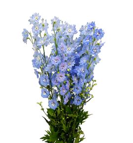 Delph centur skyblue 80 - DELCENSKY