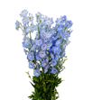 Delph centur skyblue 80 - DELCENSKY