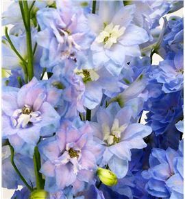 Delph centur skyblue 80 - DELCENSKY