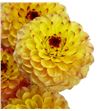 Dahlia yellow jill 60 - DAHYELJIL1