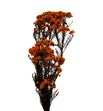 Flor de arroz preservada orange - FLOARRPRENAR